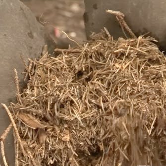 blåbær gjødsel blåbær gjødsel